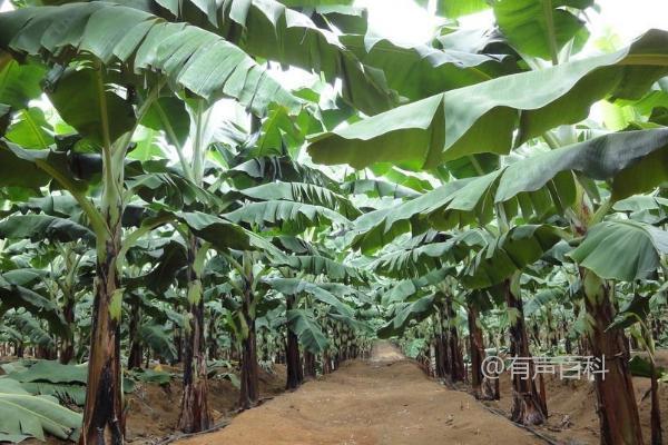 香蕉繁殖方法大揭秘：地下茎切块与吸芽繁殖技巧分享