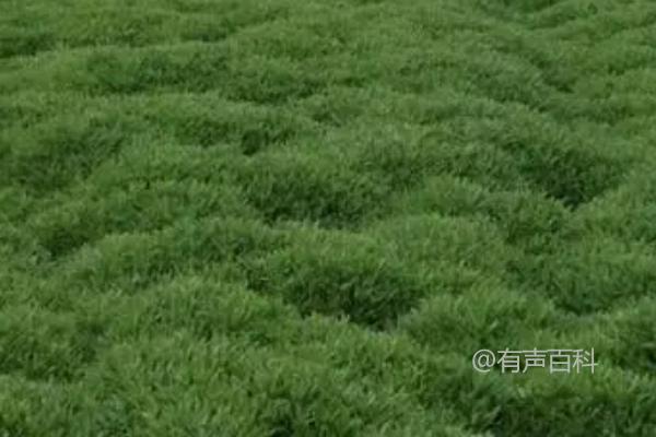 救心菜种植时间选择及全年种植方法