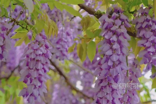 紫藤花语：爱情的象征、沉醉与执着的爱情含义