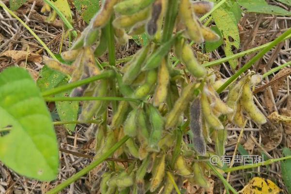 皖豆62大豆种子介绍，适宜播种时间6月中下旬