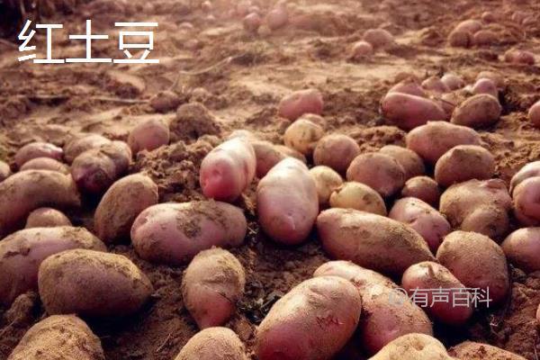 红土豆与白土豆对比：外观、营养、价格、口感完全解析