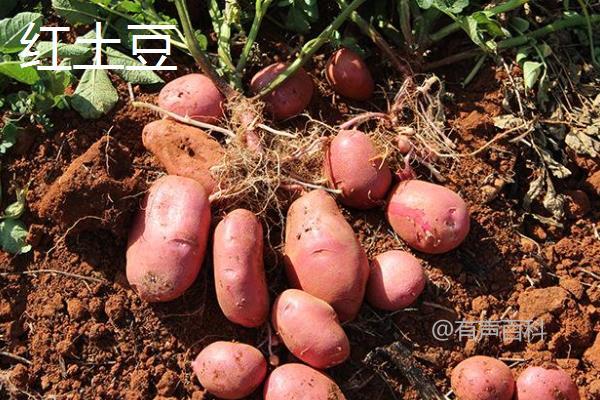 红土豆与白土豆对比：外观、营养、价格、口感完全解析