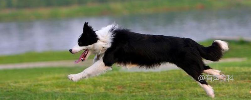 边境牧羊犬的狗粮选择与购买注意事项