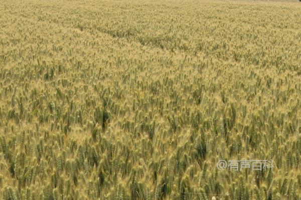 山东小麦高产种植排名前十的品种