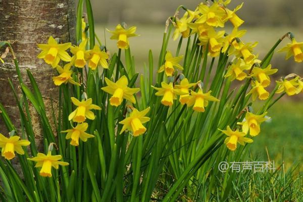 黄水仙开花时间，3-4月是主要开花期