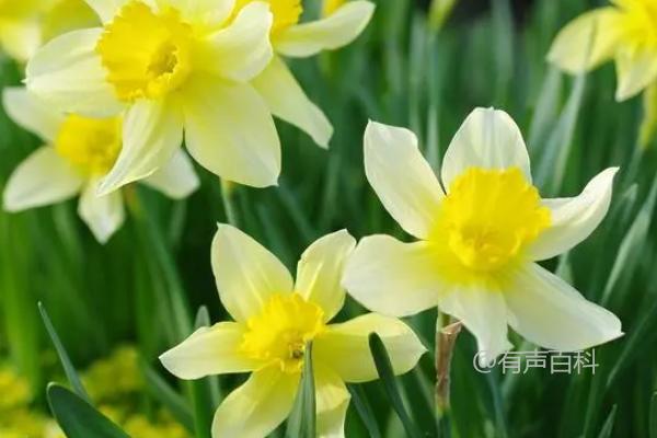 黄水仙开花时间，3-4月是主要开花期