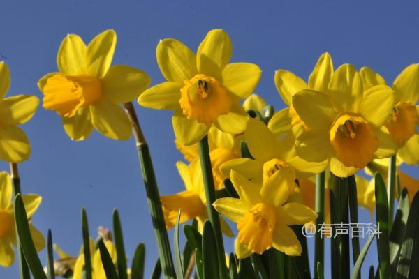 黄水仙开花时间，3-4月是主要开花期