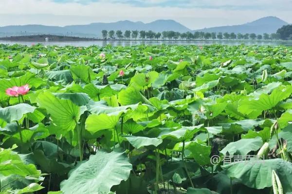 荷花常见病害防治方法，正确拔除病株并针对性喷药