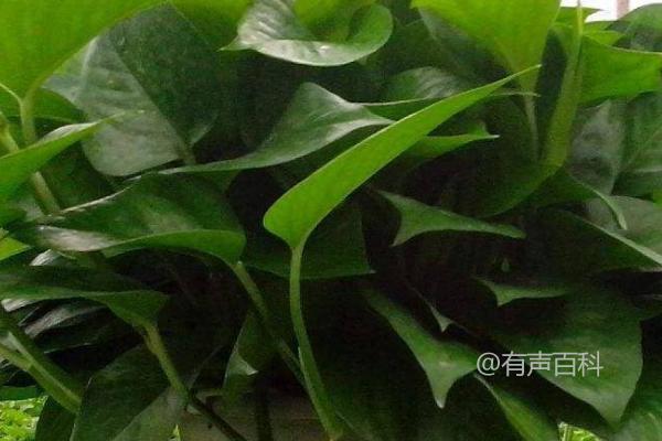 观叶植物施肥指南：肥料溶解后可用喷雾器喷施