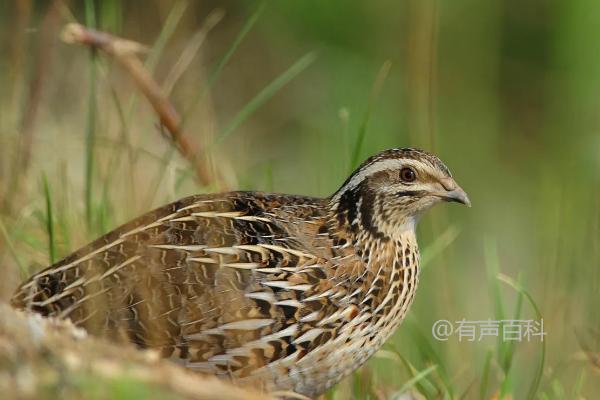 如何选择鹌鹑的饲料，让其产蛋更多