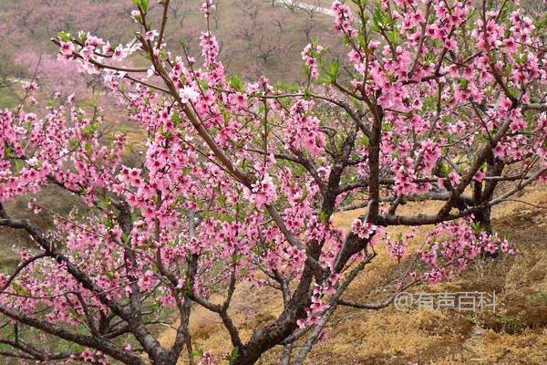 室内桃树花期管理技术，人工授粉对果实质量有益