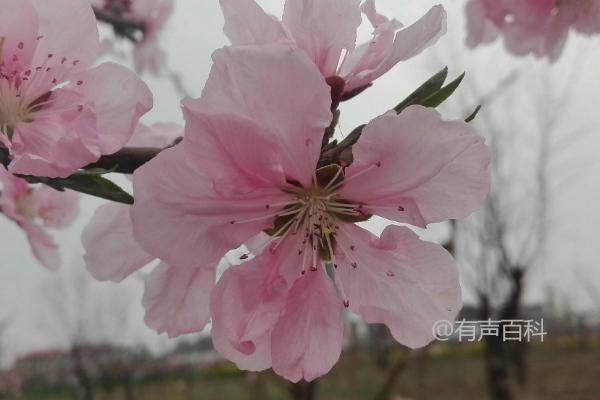 室内桃树花期管理技术，人工授粉对果实质量有益