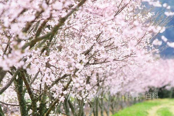 室内桃树花期管理技术，人工授粉对果实质量有益