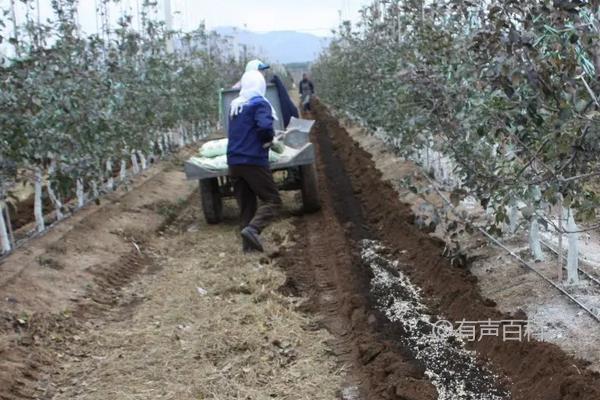 苹果树夏季管理技巧，剪枝、套袋、施肥技术要点