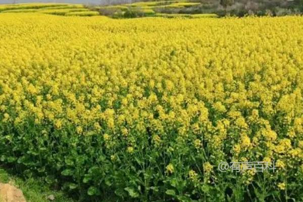 油菜壮苗技巧：科学浇水、施肥和防病害非常重要