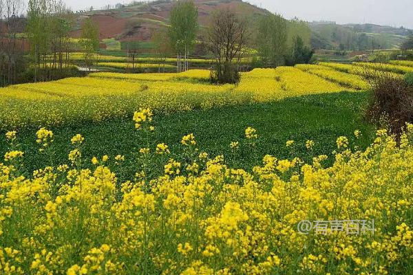 油菜壮苗技巧：科学浇水、施肥和防病害非常重要