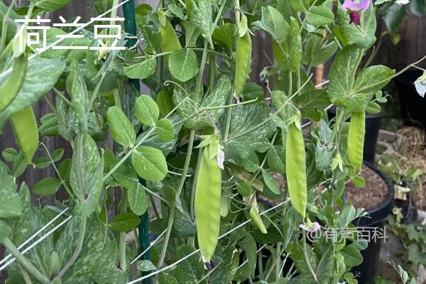 荷兰豆与豌豆的区别，荷兰豆扁平形状突显，豌豆则为圆柱状