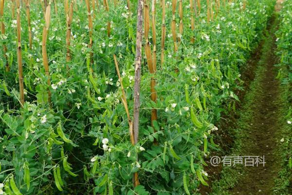 荷兰豆与豌豆的区别，荷兰豆扁平形状突显，豌豆则为圆柱状