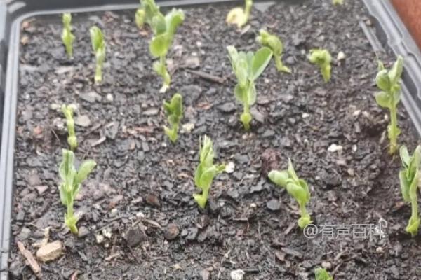 荷兰豆与豌豆的区别，荷兰豆扁平形状突显，豌豆则为圆柱状