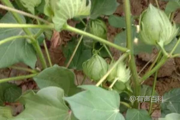 对于棉花现蕾期的管理，您可以根据植株长势进行叶面肥喷施。