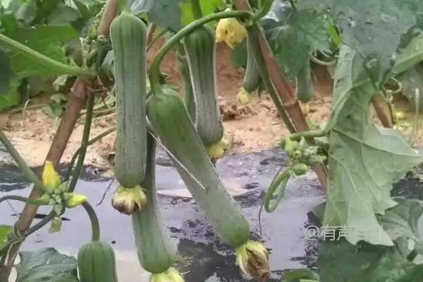 种植露地丝瓜的方法及开沟做畦后的点播技巧