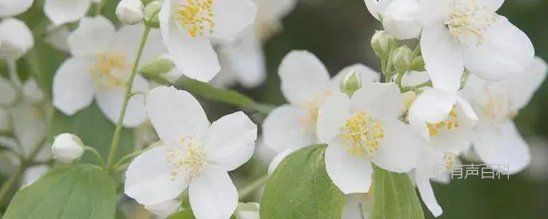 1. 茉莉花扦插技巧和注意事项，不同季节的茉莉