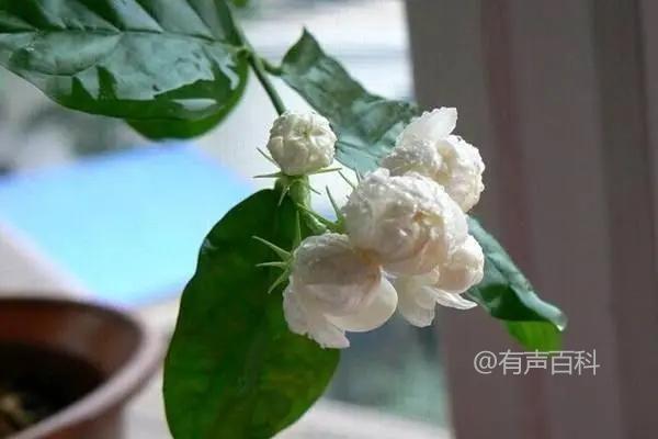 1. 茉莉花扦插技巧和注意事项，不同季节的茉莉花扦插技巧
2. 茉莉花扦插技巧及注意事项，春夏秋冬四季如何进行茉莉花扦插活根