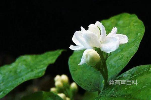 1. 茉莉花扦插技巧和注意事项，不同季节的茉莉花扦插技巧
2. 茉莉花扦插技巧及注意事项，春夏秋冬四季如何进行茉莉花扦插活根