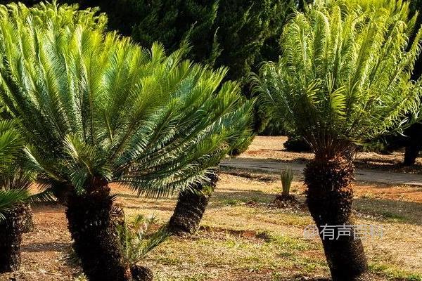 苏铁是一种常见的蕨类植物，栽培方式有多种。其中，常见的栽培方式包括水培、土培和盆栽。水培是将苏铁放在水中生长，土培是将苏铁种在土壤中生长，而盆栽则是将苏铁种在盆中进行栽培。不同的栽培方式需要不同的养护方法，需要根据具体情况进行选择。