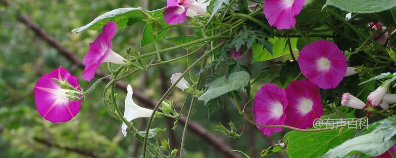 牵牛花和矮牵牛的区别及牵牛花的养护方法