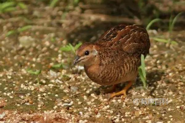 "芦丁鸡会不会叫？芦丁鸡的叫声是什么样的？"