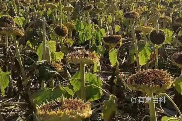 葵花籽的种植技巧：腐殖土和沙质土种植方法分享