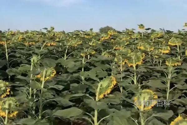 葵花籽的种植技巧：腐殖土和沙质土种植方法分享