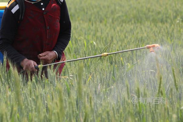 小麦赤霉病的防治措施：如何合理选择药剂并科学施药