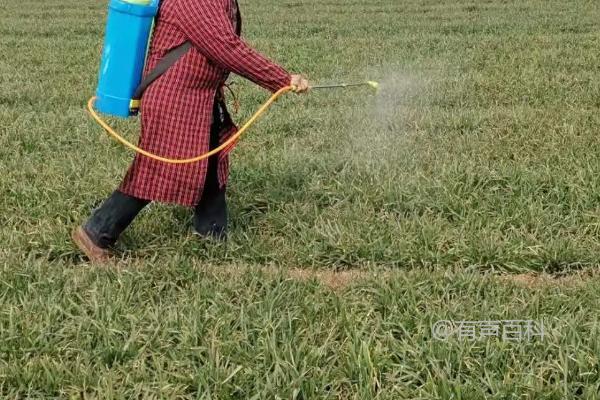 小麦赤霉病的防治措施：如何合理选择药剂并科学施药