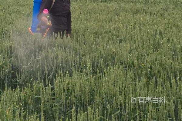 小麦赤霉病的防治措施：如何合理选择药剂并科学施药