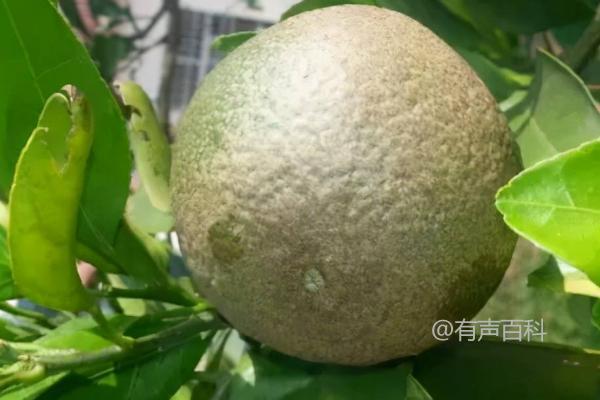 柑橘锈壁虱防治方法，推荐使用阿维菌素、丁硫乳油等药剂喷施