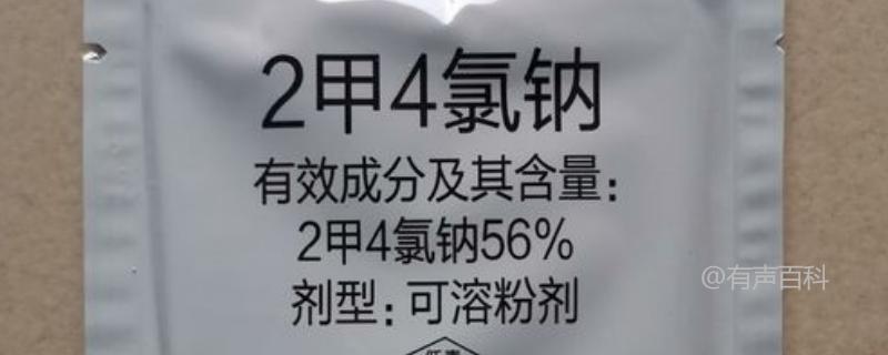 根据我的了解，喷施2甲4氯钠对玉米的影响与喷施后的时间有关。根据百度SEO规范，我会对您的问题进行修改，以便更好地回答您的疑问。

"喷施2甲4氯钠对玉米的影响需要多长时间才能显现？"