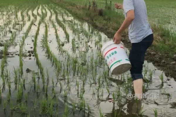 水稻生长期间的尿素施用量