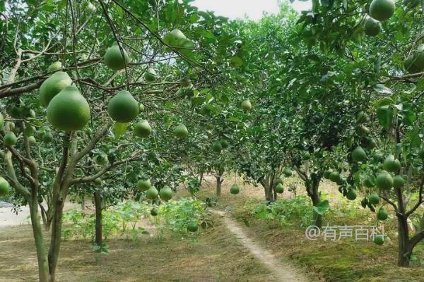 如何正确使用尿素施肥蜜柚？推荐采用深施覆土技术