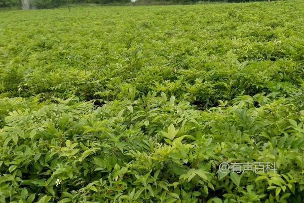 种植牛大力的前景及市场需求量分析【2021最新】