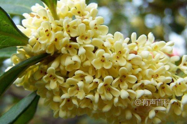 怎样才能让桂花多开花？桂花树不开花的原因是什么？