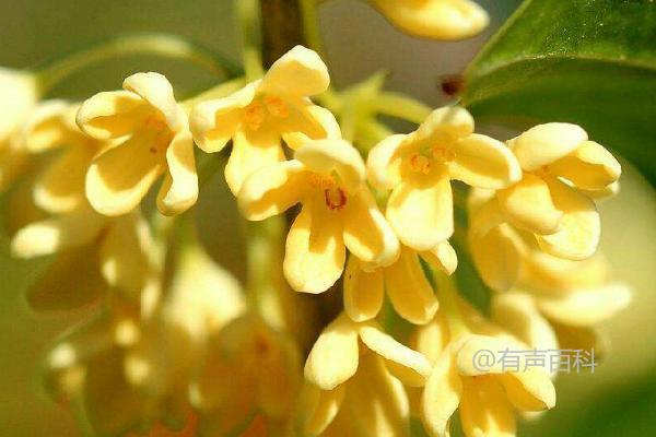 怎样才能让桂花多开花？桂花树不开花的原因是什么？