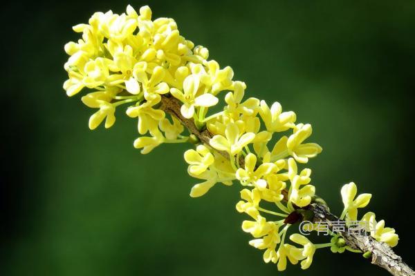 怎样才能让桂花多开花？桂花树不开花的原因是什么？