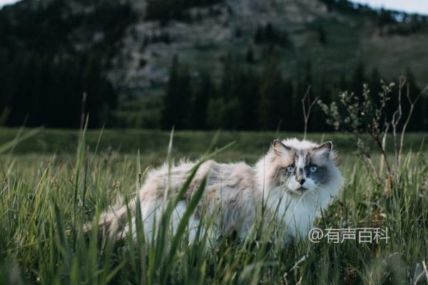 猫咪跑酷行为可能受发情影响