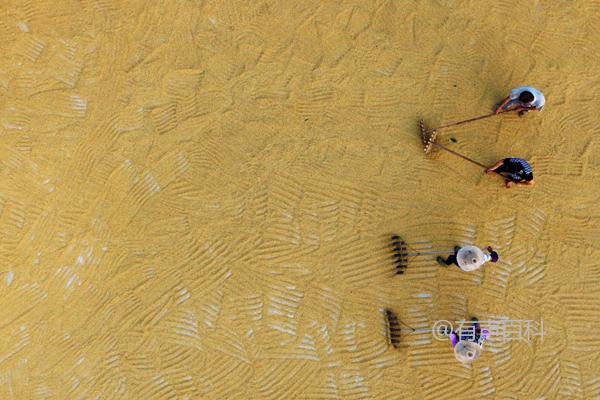 水稻种子的浸种催芽、晾晒和去除秕粒等步骤及方法