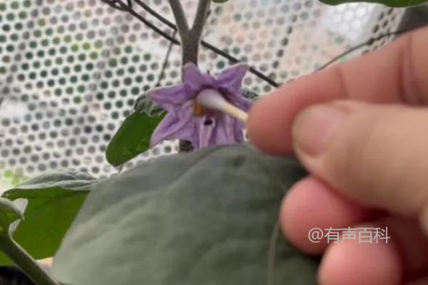 茄子的水需求：幼苗期保持少水，定植后需多水