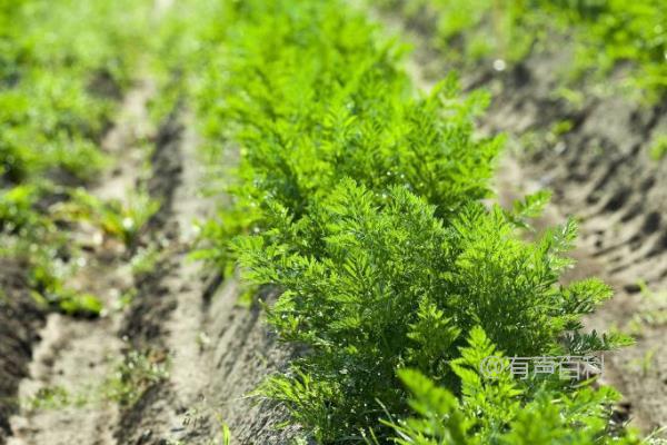 春秋时期根芹种植技术