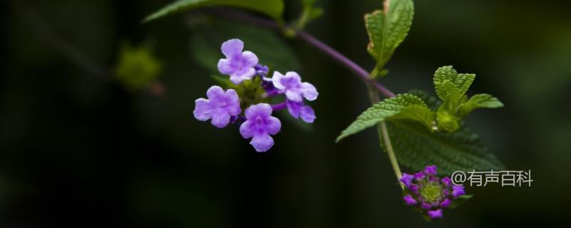 香水草的种植技巧及重植时间探究