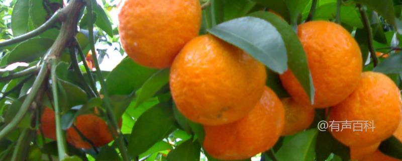 柑橘生病虫害防治方法及药剂选择指南